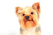 Yorkshire Terrier dog. Yorkie portrait on white background in studio. Cute puppy. 