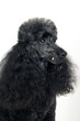 Black standard poodle portrait. Purebred dog in studio. Headshot, isolated on a white background. 