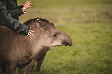 Wall Mural - Person touching Brazilian tapir standing on green grass at the zoo with blur background