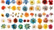 This is a colossal collection of 120 in 1 blue, orange, red, yellow, turquoise, pink and purple flowers isolated on white.