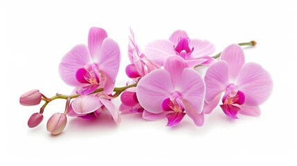 Poster - A beautiful pink orchid isolated on white. Save the path.