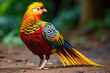 Capture a rare spectacle: the resplendent Golden Pheasant displaying vibrant plumage in a burst of colors, exuding pride and splendor
