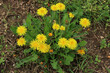 Dandelion plant in bloom with many yellow flowers and blossoms. Taraxacum officinalis