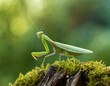 Praying mantis (Mantis religiosa) on blurred green background in the forest
