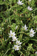 Close-up of Ornithogalum umbellatum plant with many white flowers on a sunny day. Also called Star of Bethlehem or grass lily