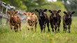 A group of curious calves, with a wooden fence in the background, during a playful romp in the pasture