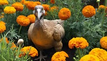 A Dodo Bird In A Garden Of Giant Marigolds Upscaled 3 2