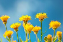 Close Up Of Yellow Wild Flowers On A Blue Sky Background, Spring Vibe Celebration