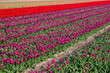 tulip field in the Netherlands - pink and red tulips