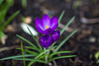 crocus flowers in the garden -  spring flowers - soft focus