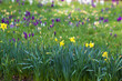 spring flowers in the garden -  narcissus and crocus