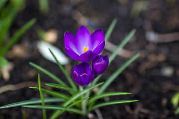 Wall Mural - crocus flowers in the garden -  spring flowers - soft focus