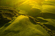 Green hills with trees and fresh green grass at sunset. Abstract summer nature background.