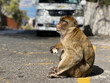 Barbary Macaque ape enjoying an ice cream on the road