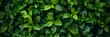 Green shrub hedge fresh green leaves , seamless texture