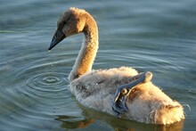 Closeup Of Cute Little Baby Swan Swimming In The Lake