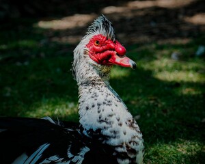 Wall Mural - Closeup of a Domestic Muscovy duck in a field under the sunlight with a blurry background