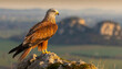 a Red Kite stands on a rocky perch overlooking the plain for a new hunt