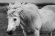Grayscale shot of a beautiful horse (Equus ferus caballus) with long hair in the field