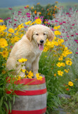 Fototapeta Koty - Cute young Golden Retriever dog puppy sitting on an old wooden barrel admist colorful flowers in a garden in summer