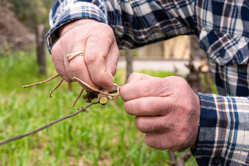 Wall Mural - The ligature. Winemaker ties the new shoot to the wire after pruning with vegetable raffia. Traditional agriculture. Winter pruning, Guyot method.