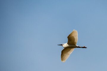 A Little Egret (Egretta garzetta) flies through the sky with its tongue hanging out in the late afternoon warm sunshine