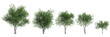 3d illustration of set Platanus acerifolia tree isolated on transparent background