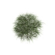 3d illustration of Casuarina equisetifolia bush isolated on transparent background