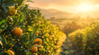 High-resolution photo capturing the vast expanse of an orange farm at sunrise rows of orange trees heavy with ripe fruit