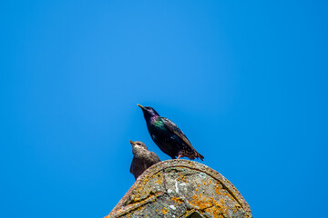 Wall Mural - the common starling or European starling Stumus vulgaris perched on a roof with young baby chick and blue sky in the background