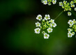 Delicate Fleurs: Nature's Fine Art