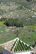 Church and olive groves in rural surroundings Spain