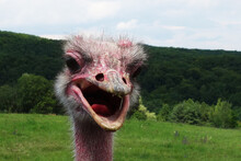 The Ostrich Curiously Observes The Photographer