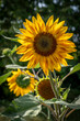 Obernai, France - 06 27 2023: A field of sunflower flowers under a cloudy sky.
