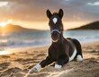 cavalo bonito do bebê sentado na praia de areia ao pôr do sol