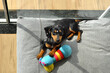 filhote de duchshund tomando sol com seus brinquedos de morder 