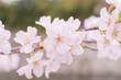 満開の桜の花びら