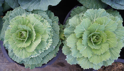 Longlived Cabbag (Brassica hybrid cv. Pule) vegetable