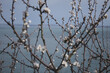 Photographie de fleurs de prunelier blanches écloses au printemps au bord de mer.