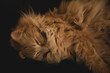 Photographie d'un chat roux de race sibérienne (ou sibérien) qui s'étire pendant sa sieste.
