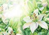 Fototapeta  - White lilies  floral background. Watercolor illustration.