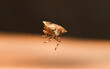 Käfer, Insekt, Natur, Schädling, Makro