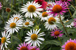 Coneflowers (Echinacea) with white and pink petals in full bloom