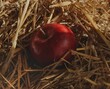 Czerwone jabłko na słomie