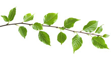 Photo Of A Branch With Green Leaves On White Background, Stock Photo For Commercial Use, High Resolution