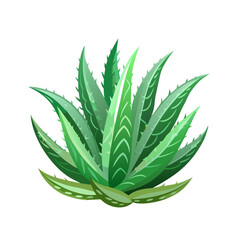 Wall Mural - aloe vera plant art drawn for decor