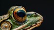 Close-up of a colorful frog with detailed eyes against dark background