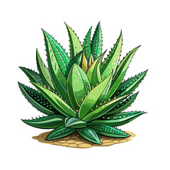 Wall Mural - aloe vera plant art drawn for decor