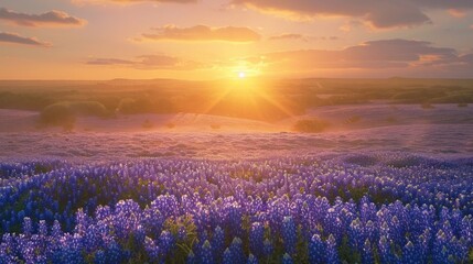 Bluebonnet Sunset. The golden sunset showers a large field of bluebonnets at Muleshoe Bend, Texas