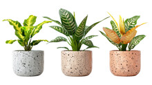 Plant In Vase On Transparent Background